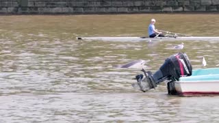 Disoriented dolphin spotted swimming in the River Thames