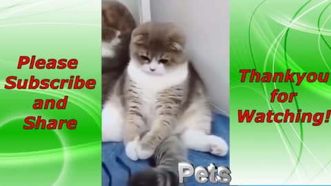 Funny Pets Compilation #11