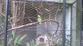 Cute green and yellow parrot in the park, it is taking care of the fur [Nature & Animals]