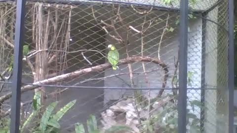 Cute green and yellow parrot in the park, it is taking care of the fur [Nature & Animals]