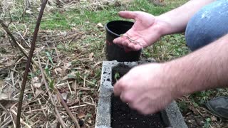 Transplanting American Ginseng in the Spring