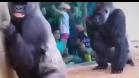 Gorila cute recent