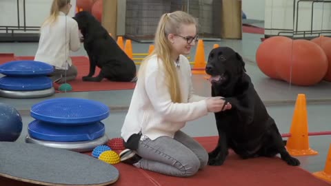 Dog's Training Most popular Video Most popular Video