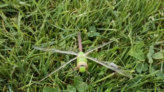 Green Darner