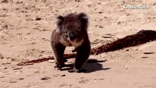 Koala wanders onto Australian beach