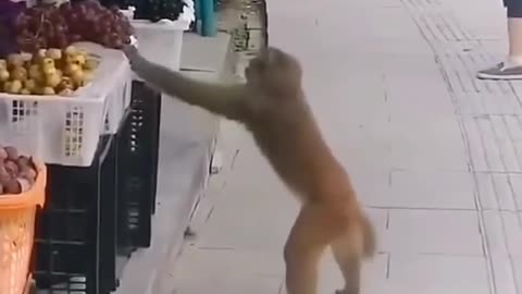 Monkey heist