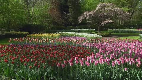 Keukenhof the most beautifull flower park in Europe