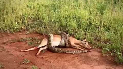 A rock python strangles an impala to death