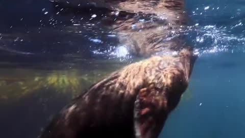 lots of baby sea lions together