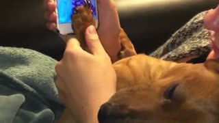 Girl has dogs fingerprint set on her iphone