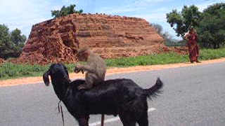 Monkey Riding A Goat Eats A Banana