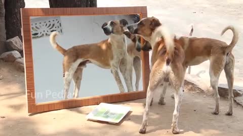Mirror Prank With Dogs 2022
