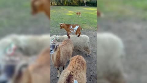 FUNNIEST ANIMAL VIDEOS TO CHEER YOU UP