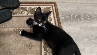 Kitten Charlie Loves to Play!