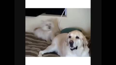 FUNNY DOGS COMPILATION