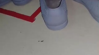 Cobra Curled Up in Shoe