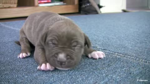 2 week Old Pitbull Puppies