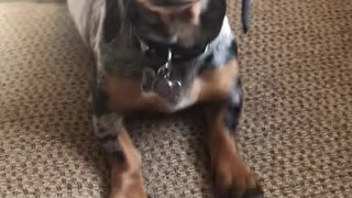 Cute Dachshund competes for moms attention