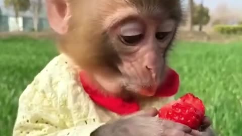 Cute animals funny animals