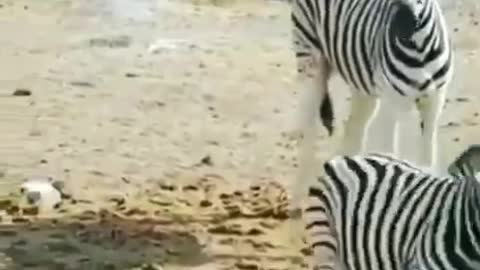 A male zebra is attempting to suffocate a little foal .