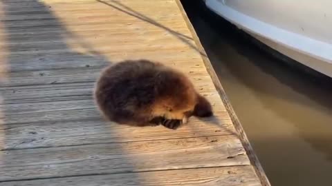 Baby otter jumps in water with Mom.