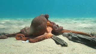 Octopuses Playing on Ocean Floor
