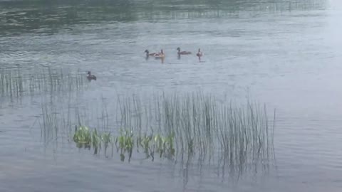 DUCKS relaxing Watching nature