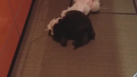 Two dogy Playing and Fighting