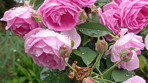 Pink rose flowers blooming with raindrops