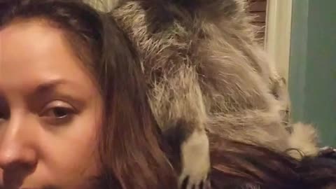 Raccoon Wipes Butt With Owners Hair