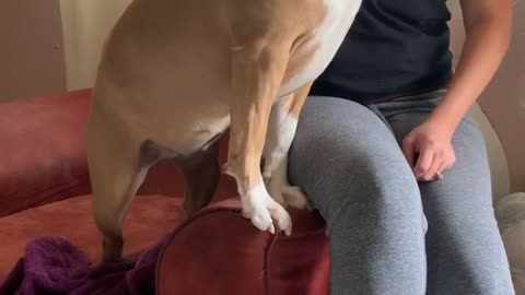 Honey is Happy to See Her Humans