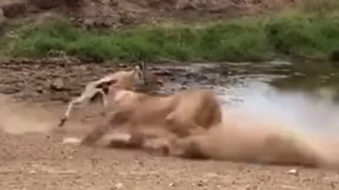 Lions attack goats,