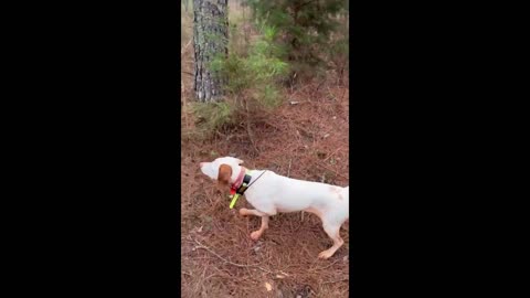 English Pointer is still as a statue when she finds a quail