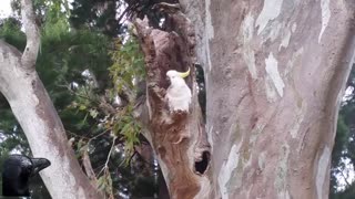 Angry Bird in a Tree