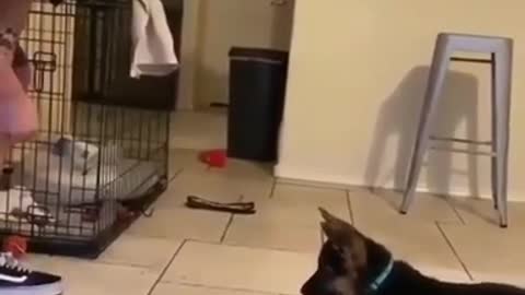 Dog Training Tips Smart Dog Videos