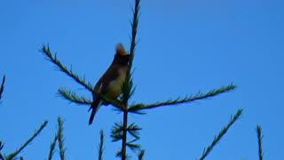 Cedar Waxwing