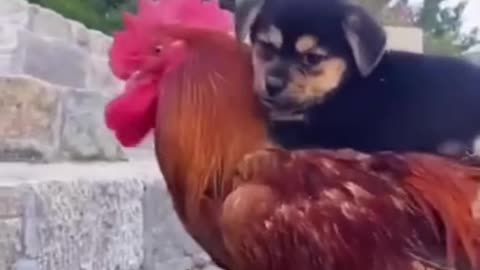 Funny Dog Video l Cute Animal