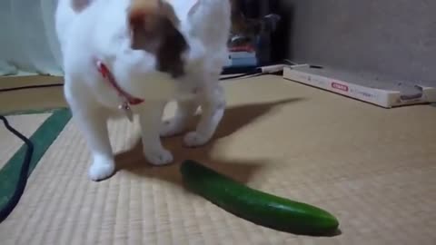 CATS Vs CUCUMBER PICKLE CATS FUNNY Cats Compilation try not to laugh!