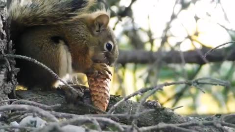 squirrel funny videos 🐿️ animal video