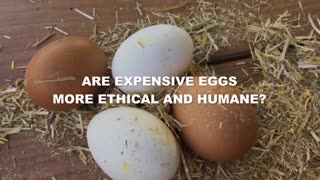 Are Expensive Eggs actually worth it?