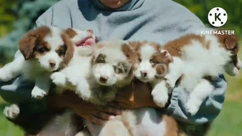 Funniest & Cutest Labrador Puppies | Funny Puppy Videos 2022