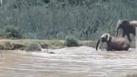 Elephants attack the hippo to protect their young
