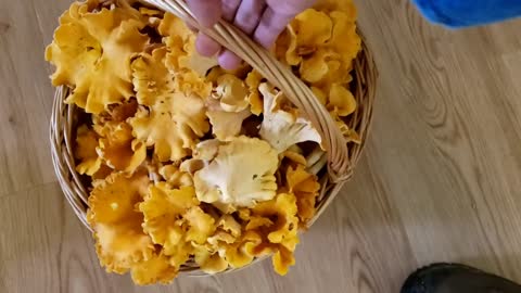 Chanterelle mushroom