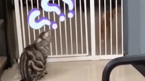 Funniest Cats and Dogs 🐶🐱 - Funny Animal Videos #9 #dog #cat #cute #cuteanimal #fny @viral #shorts #trending #tiktok #hastags #aidiQ #2024