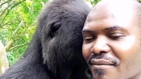 So Photogenic Gorilla #shorts #shortvideo #video #virals #videoviral