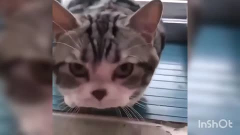 Collection of funny animal videos