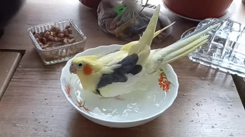 The parrot is taking a bath