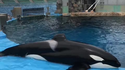 Killer Whale Show