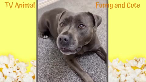 The Best Fart Reactions of Very Funny Dogs and Cats