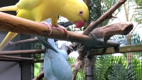 sweet parrot show